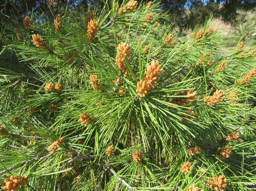 Solerantonio2 en Hamelin: Flora  (Níjar), Pinus halepensis, Pino