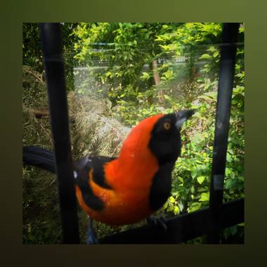 herediacoronel en Hamelin: Fauna  (Portachuelo), Icterus croconotus, #aves21 