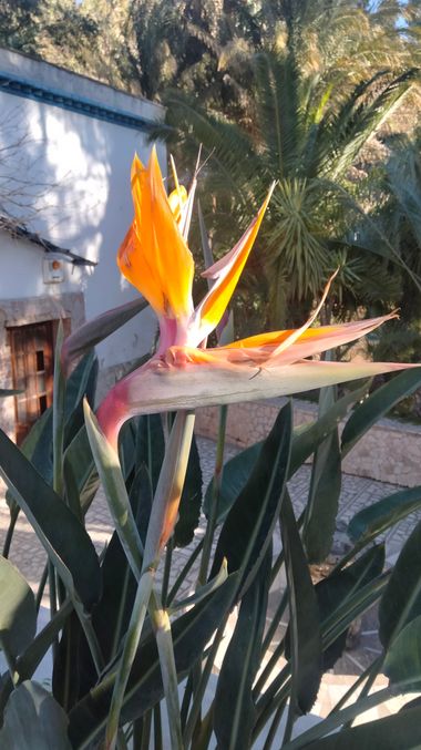 Solerantonio2 en Hamelin: Flora  (Ulea), Planta ave del paraiso