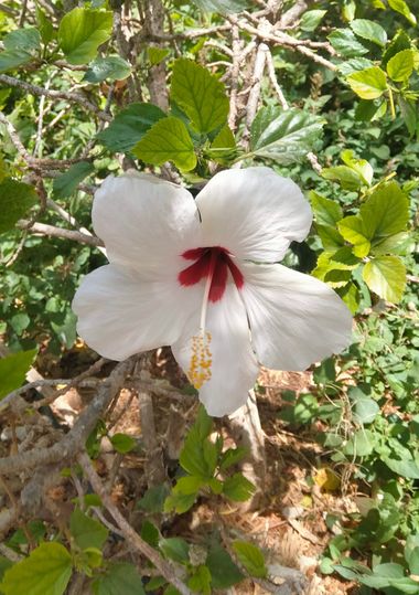 Solerantonio2 en Hamelin: Flora  (Paseo Marítimo de Ribera), Planta