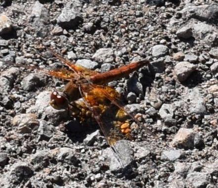 Solerantonio2 en Hamelin: Fauna  (Almería), Insecto