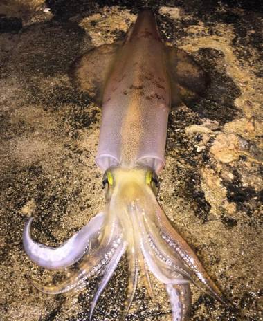 Al.andpom en Hamelin: Fauna, #ibiza 