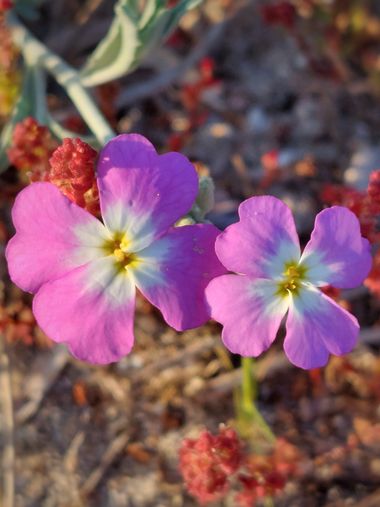 Mpinfante en Hamelin: Flora, Marcus-kochia littorea