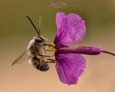 Justi en Hamelin: Fauna  (Badalona), Andrena vaga Panzer, 1799, Momentos de primavera!!!!