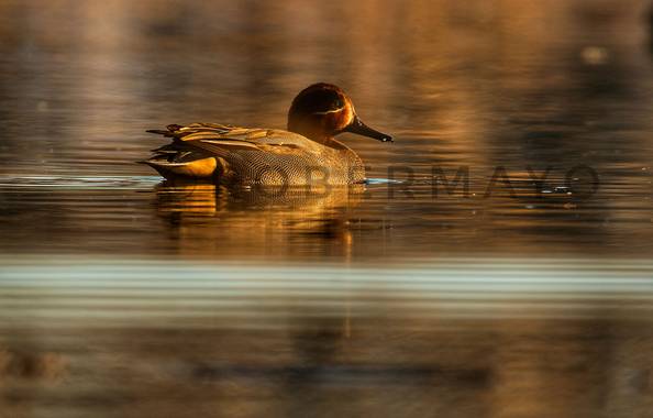 Robernaturephotos en Hamelin: Fauna  (Rivas-Vaciamadrid), Anas crecca Linnaeus, 1758, Cerceta común a ras de agua, hace un par de semanas. 
#aves21 