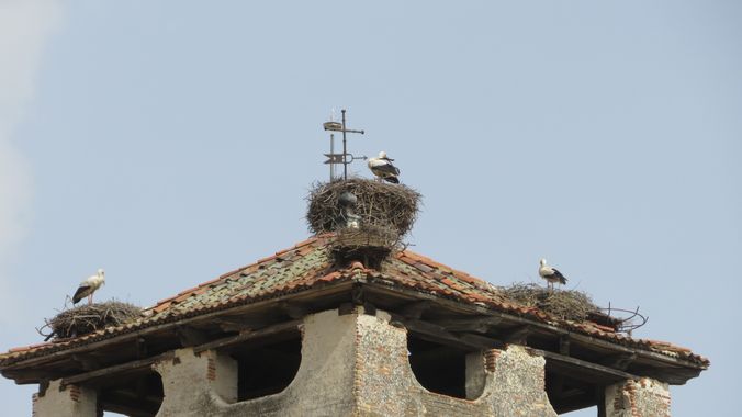 Solerantonio2 en Hamelin: Fauna  (Madrid), Ciconia ciconia (Linnaeus, 1758), Cigüeñas blancas