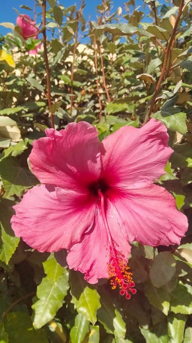 Solerantonio2 en Hamelin: Flora  (Almería), Hibiscus rosa-sinensis, Planta