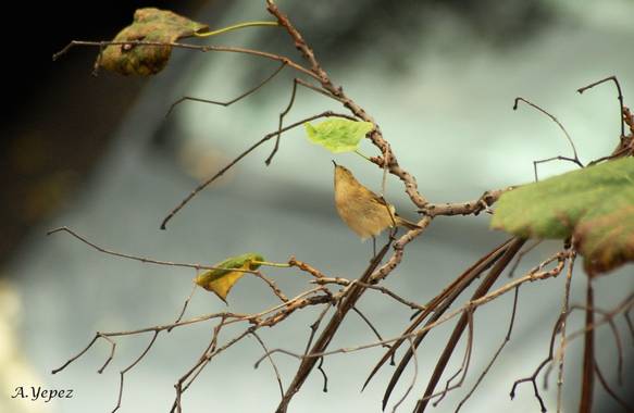 Yepezsanz1957 en Hamelin: Fauna, Peti rubio