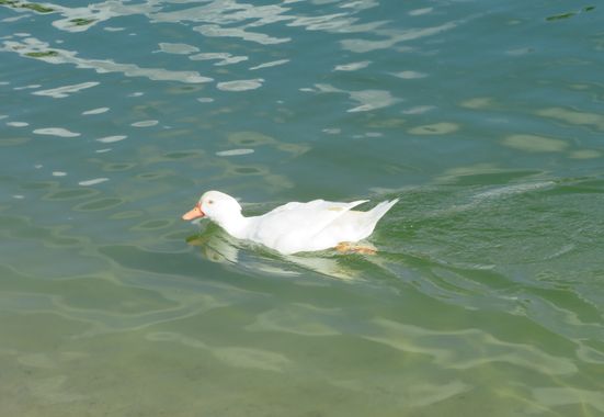 Solerantonio2 en Hamelin: Fauna  (Almería), Ave