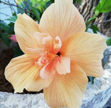 VickyOnTheRocks en Hamelin: Flora  (Liria), Hibiscus rosa-sinensis, #hibiscus #hibrido #mutacion #mismaplanta #doscolores