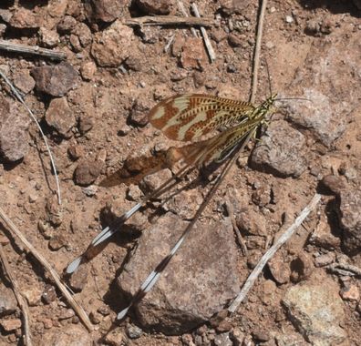 Solerantonio2 en Hamelin: Fauna  (Cabo de Gata), Insecto