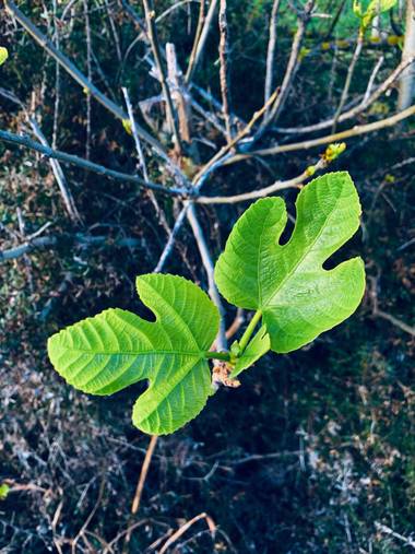 Clari Montal en Hamelin: Flora  (Sineu), #primavera2021 #mallorca #sineu