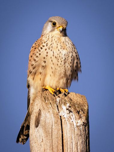 Pablosdoc en Hamelin: Fauna  (Santpedor), Falco tinnunculus Linnaeus, 1758, #aves #fauna #naturaleza #hamelin #birds #nature #wildlife 