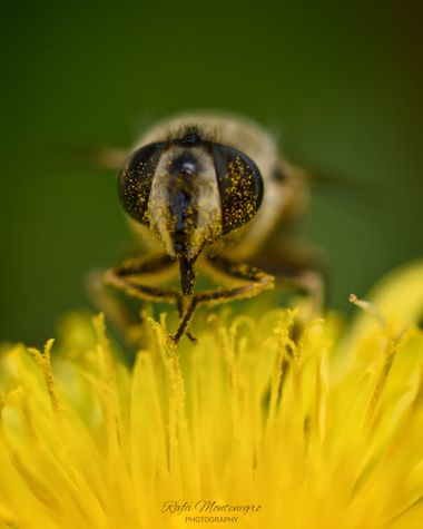 Rafa Montenegro en Hamelin: Fauna, #rafa_montenegro #apfb #macro #macrophotography #insect #eristalistenax #badalona #nature 