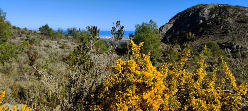 aidalzira en Hamelin: Paisaje  (Gandia), El amarillo siempre queda bonito 🤗 #paisaje #paisajes  