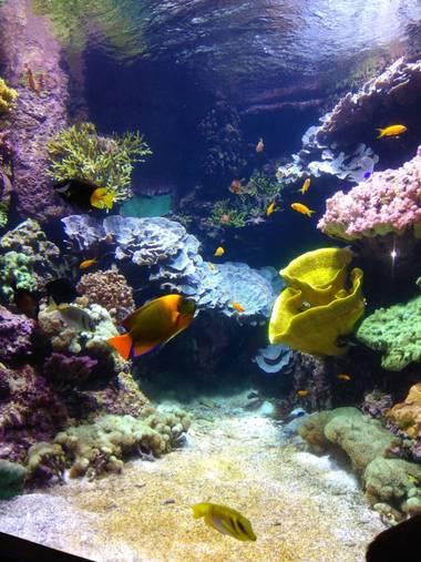 GreenPhoto en Hamelin: Fauna 
