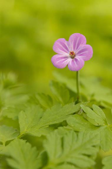 susurrando.caballos en Hamelin: Flora  (Rascafría), Geranium robertianum, #macro #flowers 

📷 Canon EOS 90D
🔵 EF-S 18-55mm/F3.5-5.6 con tubo de extensión...