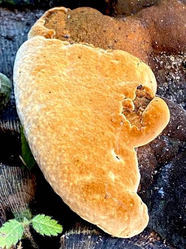 su en Hamelin: Observación  (Gelves), Hongo o seta ?? Crece en un tronco de árbol cortado en mi jardín 
