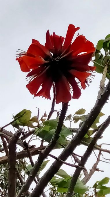 Solerantonio2 en Hamelin: Flora  (Avenida del Mediterráneo), Erythrina caffra, Planta