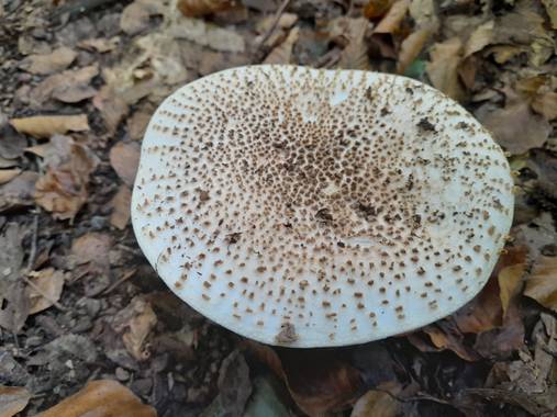 Manelsersol en Hamelin: Observación  (Santa Pau), #Hongos2021 #Naturaleza21 #Naturaleza2021 Bosques21 #LaGarrotxa 