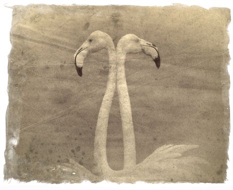 Ignicapillus en Hamelin: Fauna  (Viladecans), Phoenicopterus roseus Pallas, 1811, Postal flamenca

Los flamencos son unas aves muy fotogénicas, primero por...