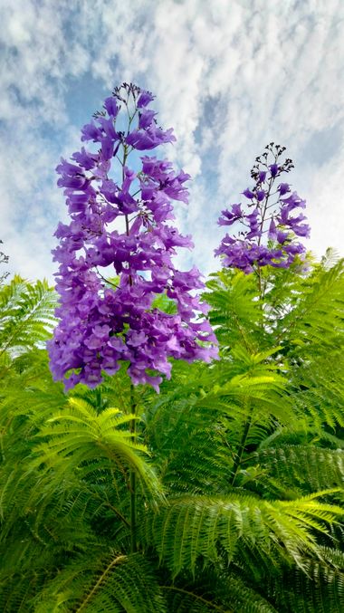 Solerantonio2 en Hamelin: Flora  (Almería), Jacaranda mimosifolia, Planta