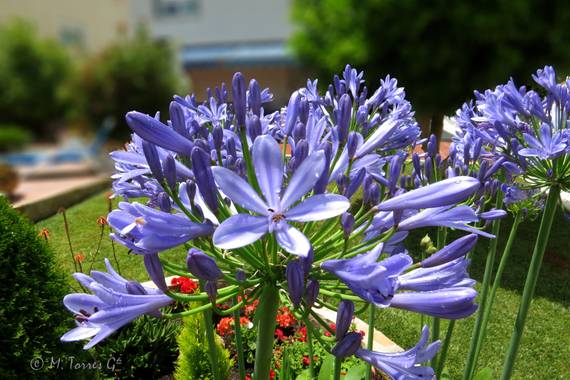 manuel.torres1 en Hamelin: Flora  (El Vendrell), #flora21