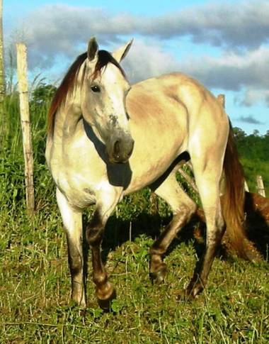 KDias en Hamelin: Fauna 