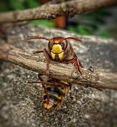 Nadia en Hamelin: Fauna, vespa #vespidae #vespacrabro #avispon #avisponeuropeo #faunaautoctona #fauna #insectos #insect #invertebrados #macrophotography #...