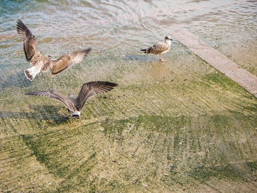 carolasantin4 en Hamelin: Fauna, #aves #gaviota 