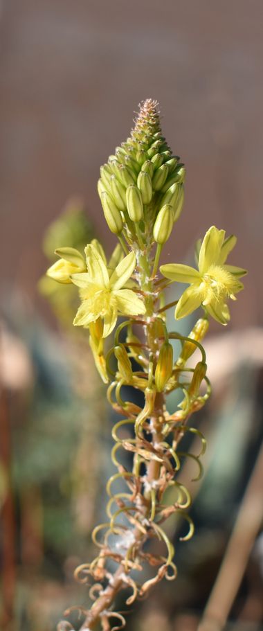 Solerantonio2 en Hamelin: Flora  (Almería), Bulbine frutescens, Planta