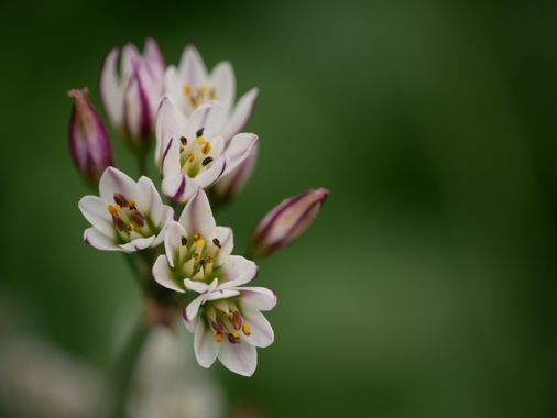 carolasantin4 en Hamelin: Flora, Nothoscordum gracile, #flower #plants