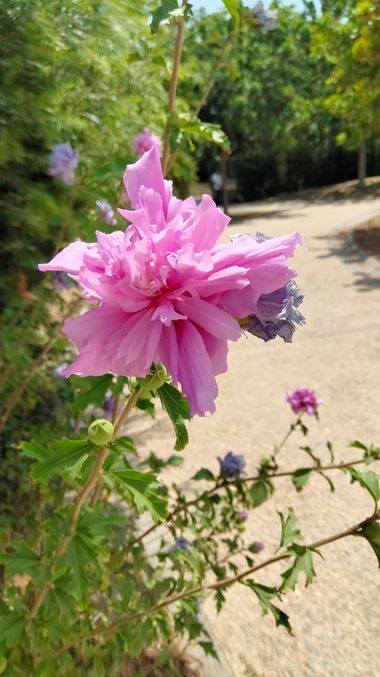 Solerantonio2 en Hamelin: Flora  (Almeria), Planta