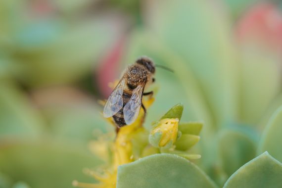 Elenagil.ph en Hamelin: Fauna, #insectos #insecto #insect #naturaleza #ecosocial #bellezanatural 