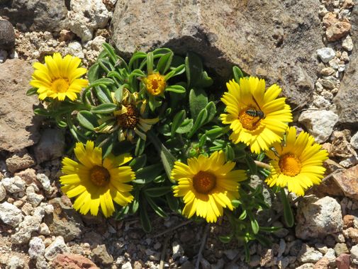 Solerantonio2 en Hamelin: Flora  (Níjar), Pallenis maritima, Planta