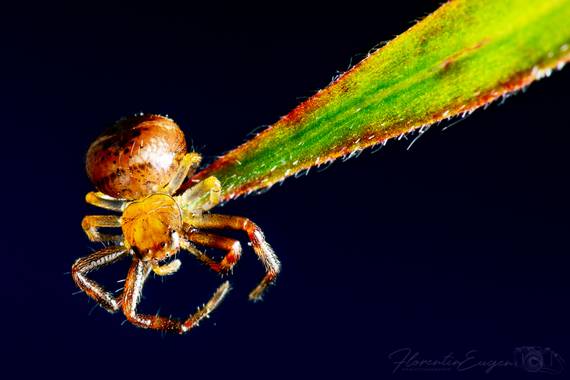 Florentinoeugenio en Hamelin: Fauna  (Coslada), #araña 