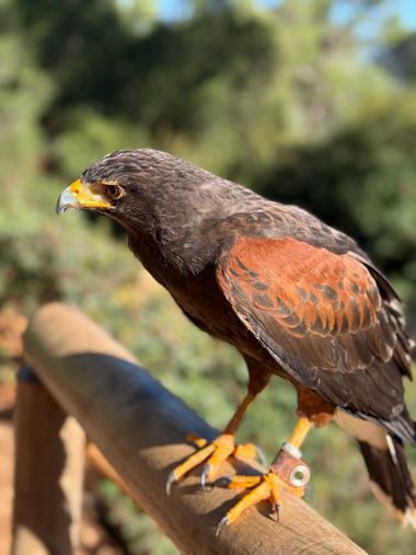 maygs629 en Hamelin: Fauna  (Hornos), Parabuteo unicinctus, #aves #aguiladeharris 