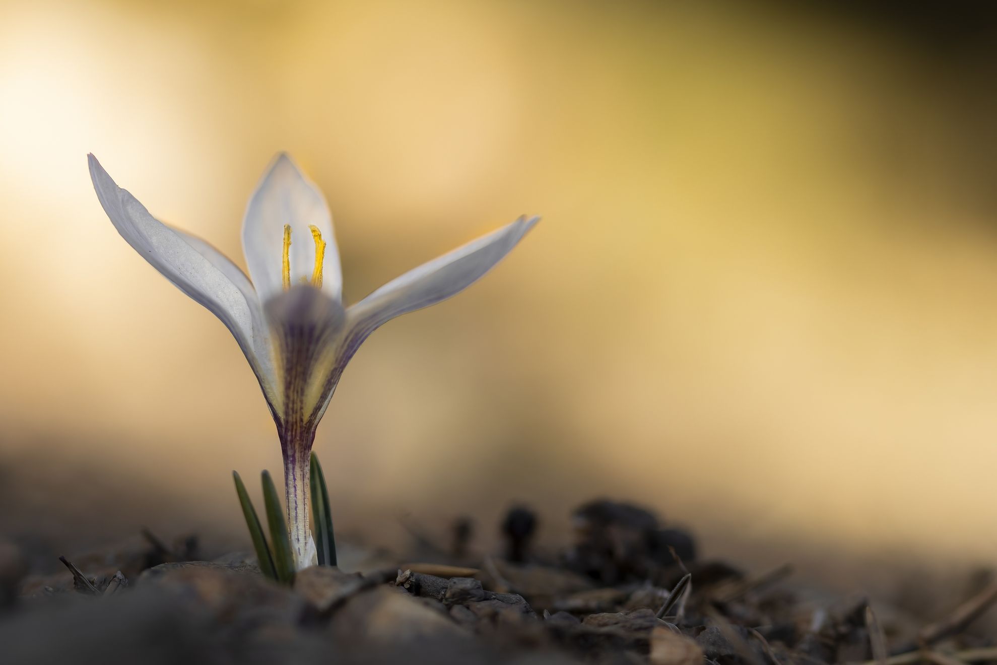 ““Azafrán blanco de montaña” (Crocus nevadensis)”
