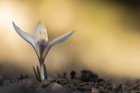 Juanfra.1791 en Hamelin: Flora  (Bayárcal), Crocus nevadensis Amo & Campo