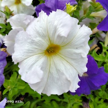 Solerantonio2 en Hamelin: Flora  (Almería), Petunia hybrida, Planta