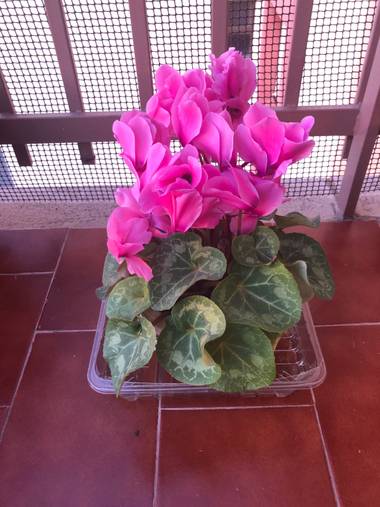 Ray1972.rnl en Hamelin: Flora, Cyclamen persicum, Planta de invierno