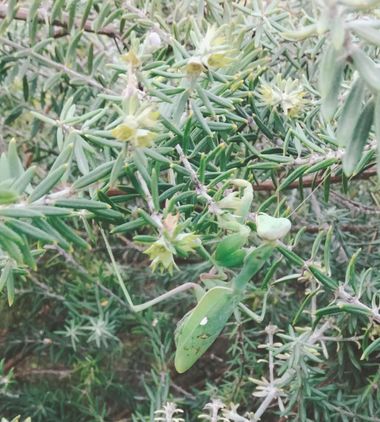 Solerantonio2 en Hamelin: Fauna  (Almería), Insecto