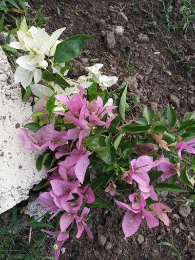 Bibianafrancop en Hamelin: Flora, Bougainvillea glabra, Veranear bicolor