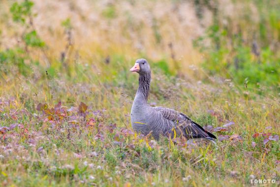 Ignoto en Hamelin: Fauna  (Reikiavik), Anser anser (Linnaeus, 1758)