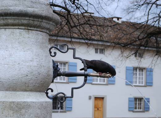 Elisa en Hamelin: Fauna  (Zurich), #mirlo sediento en Zurich.
#aves21
