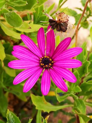 Laauritaconde en Hamelin: Flora  (Las Palmas de Gran Canaria), Osteospermum ecklonis, Margarita de color 🌼💜 
#margarita #flor #hamelin 