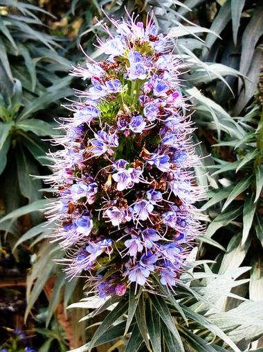 silvia_0664 en Hamelin: Flora  (Barcelona), Echium candicans, #flora21