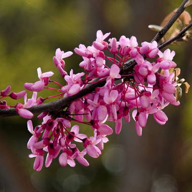Mistela17 en Hamelin: Flora  (Villaquilambre), Cercis canadensis, #flora21 