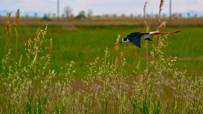 d8a666 en Hamelin: Fauna  (Deltebre), Himantopus himantopus (Linnaeus, 1758), #aves21 @d8afotografia #deltadelebre 