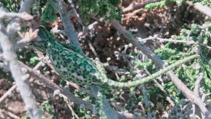 Solerantonio2 en Hamelin: Fauna  (La Marina), Reptil
